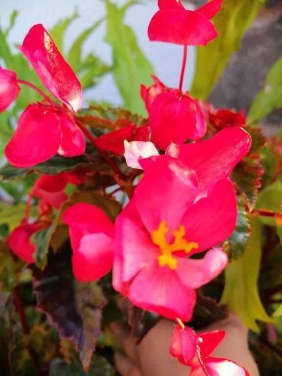 Casa Maria Quinta 4 "Maria Quinta" Daire Calheta  Dış mekan fotoğraf